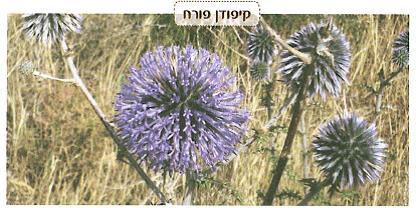 (בספר איור של נוגה ושביט משוחחים)